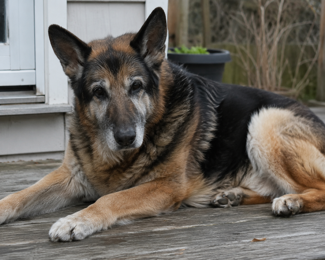 Signs Your Senior Dog Needs Mobility Support