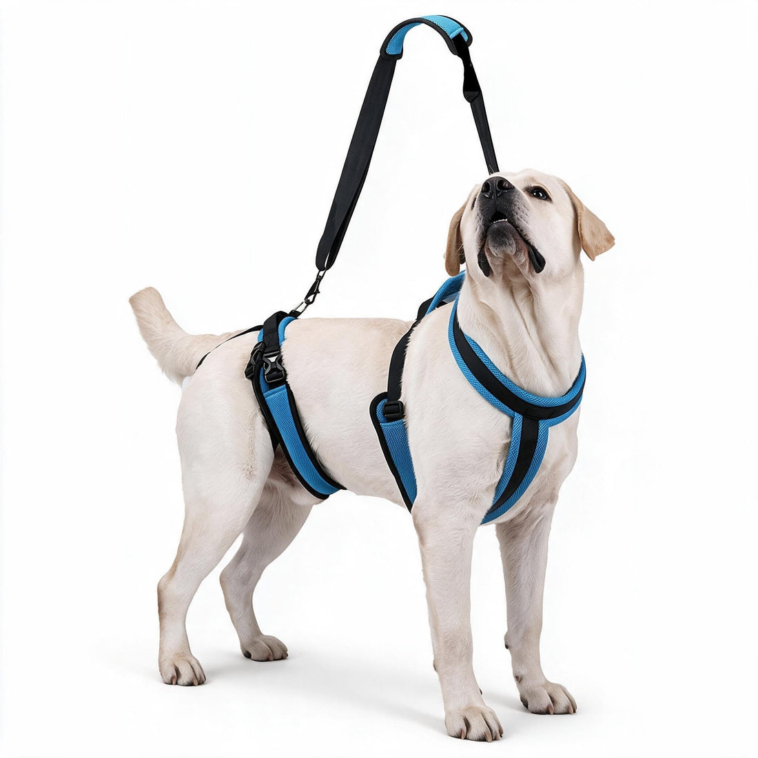 Labrador wearing the Lupo Two-Piece Lift Harness with front chest support and rear hip lift piece connected by a handle strap, ready for a car trip