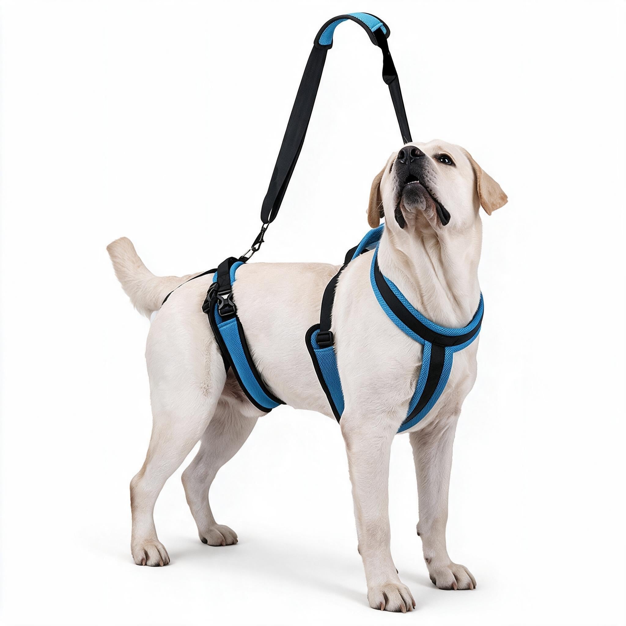 Labrador wearing the Lupo Two-Piece Lift Harness with front chest support and rear hip lift piece connected by a handle strap, ready for a car trip