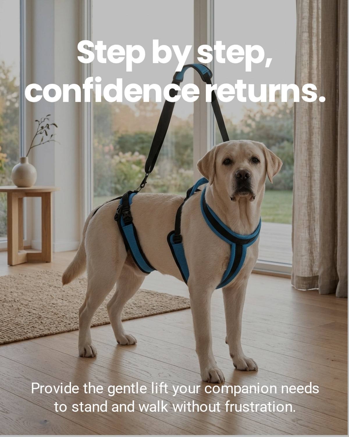 Wandelen met een oude hond met zwakke achterpoten: 6 regels voor een veilige wandeling