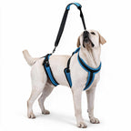A light cream-colored Labrador Retriever wearing a blue and black harness with an attached black leash, standing against a solid white background.