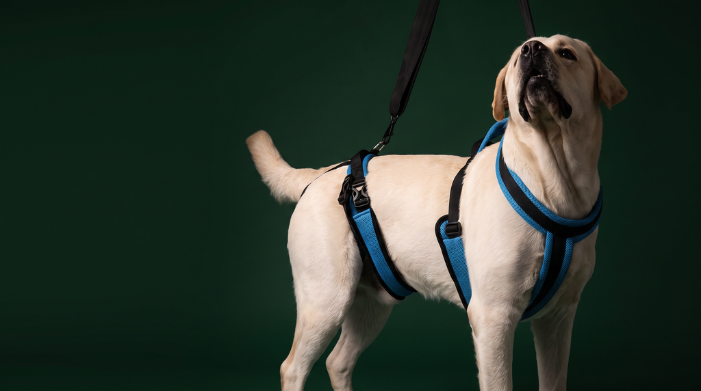 Lupo tiltuig voor honden met zwakke achterpoten