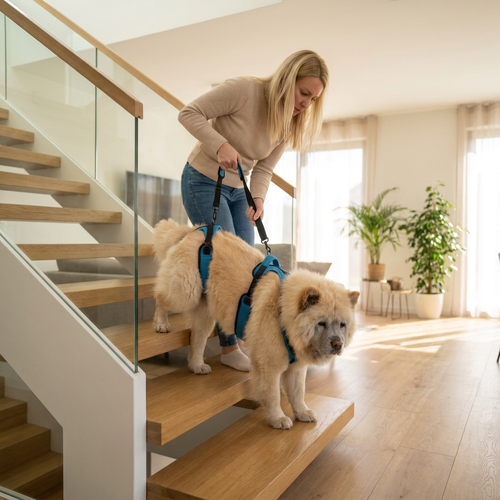 Owner using the Lupo two-piece lift harness to support her senior dog with weak back legs climbing the stairs at home